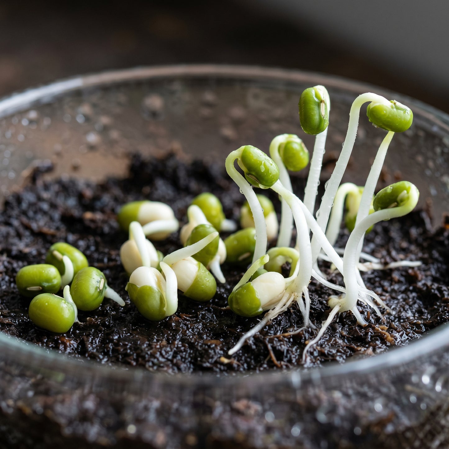 Mung Bean Seeds Green Gram Seeds Vigna radiata Heirloom Legume Seeds