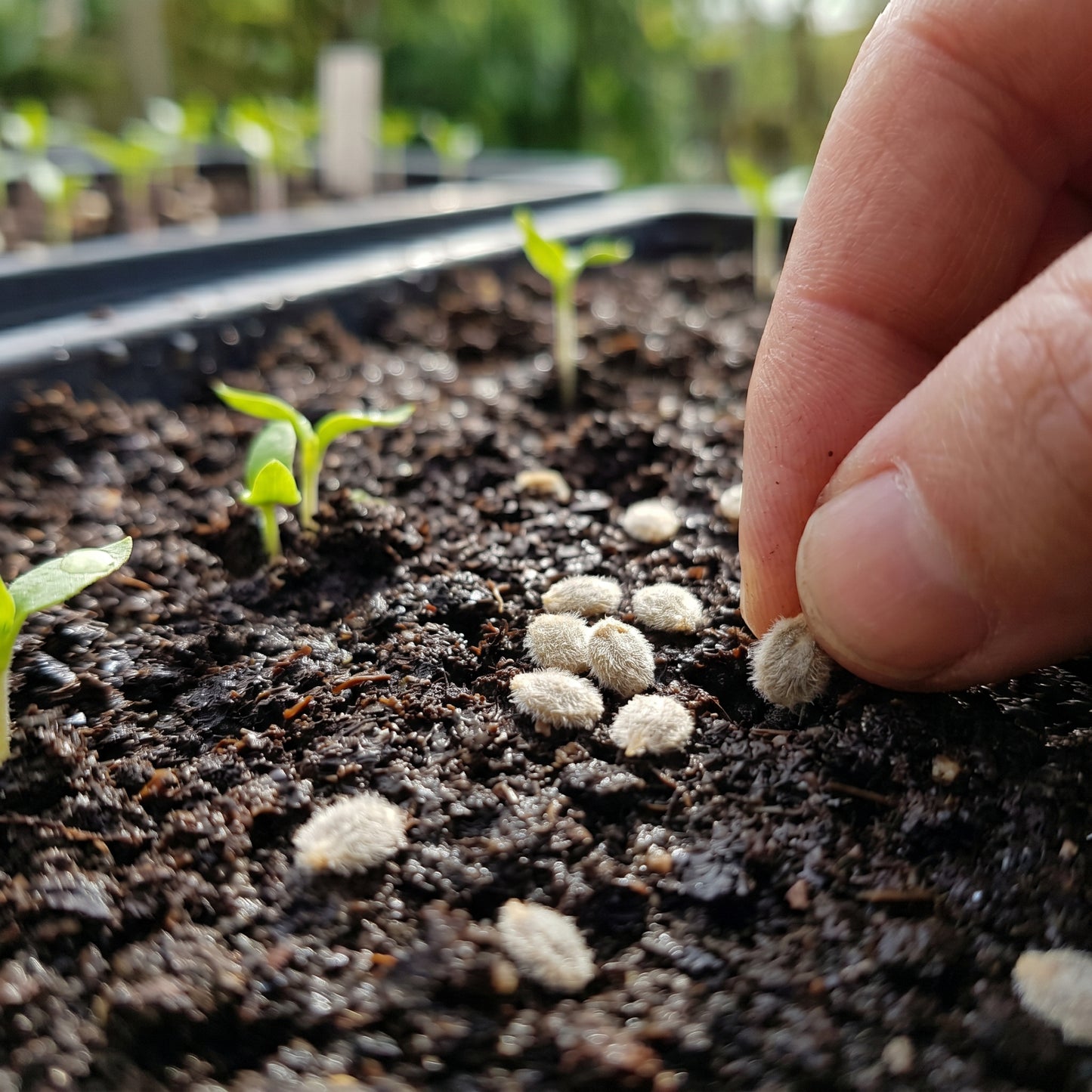 Tomato Micro Tom Seeds for Planting
