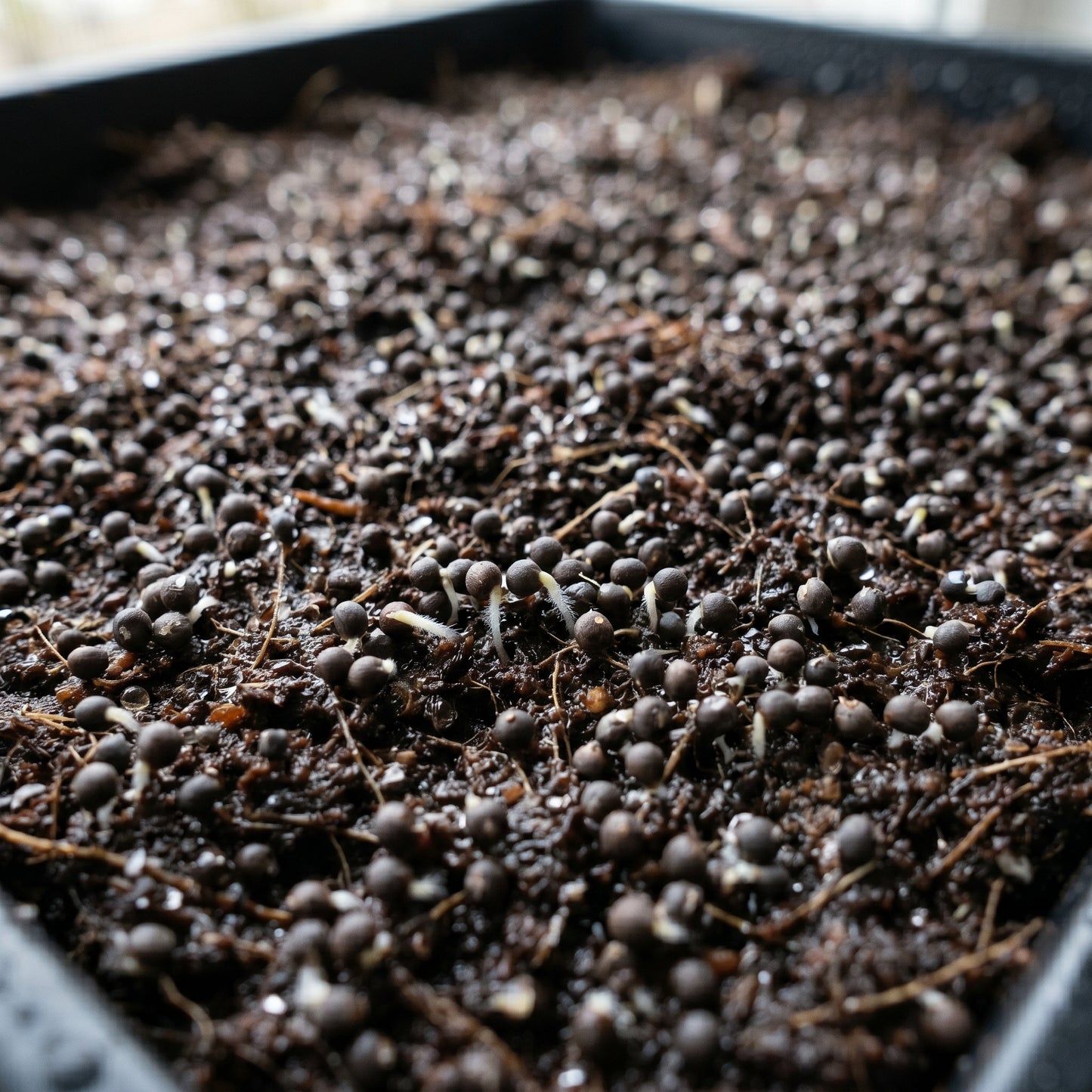 Tender Cabbage Sprouts Seeds for Planting