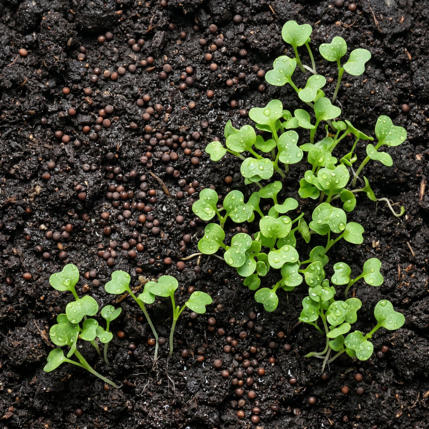 Kale Seeds Blue Scotch Curled for Garden Growing