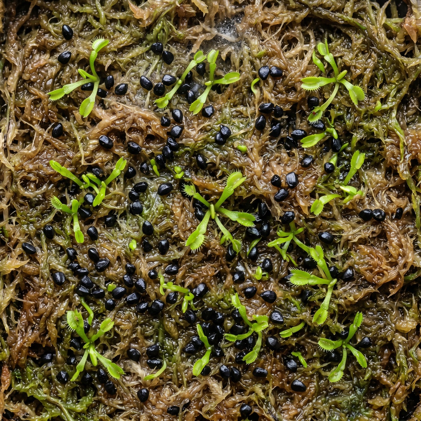 Venus Flytrap Seeds for Indoor Plant Growing