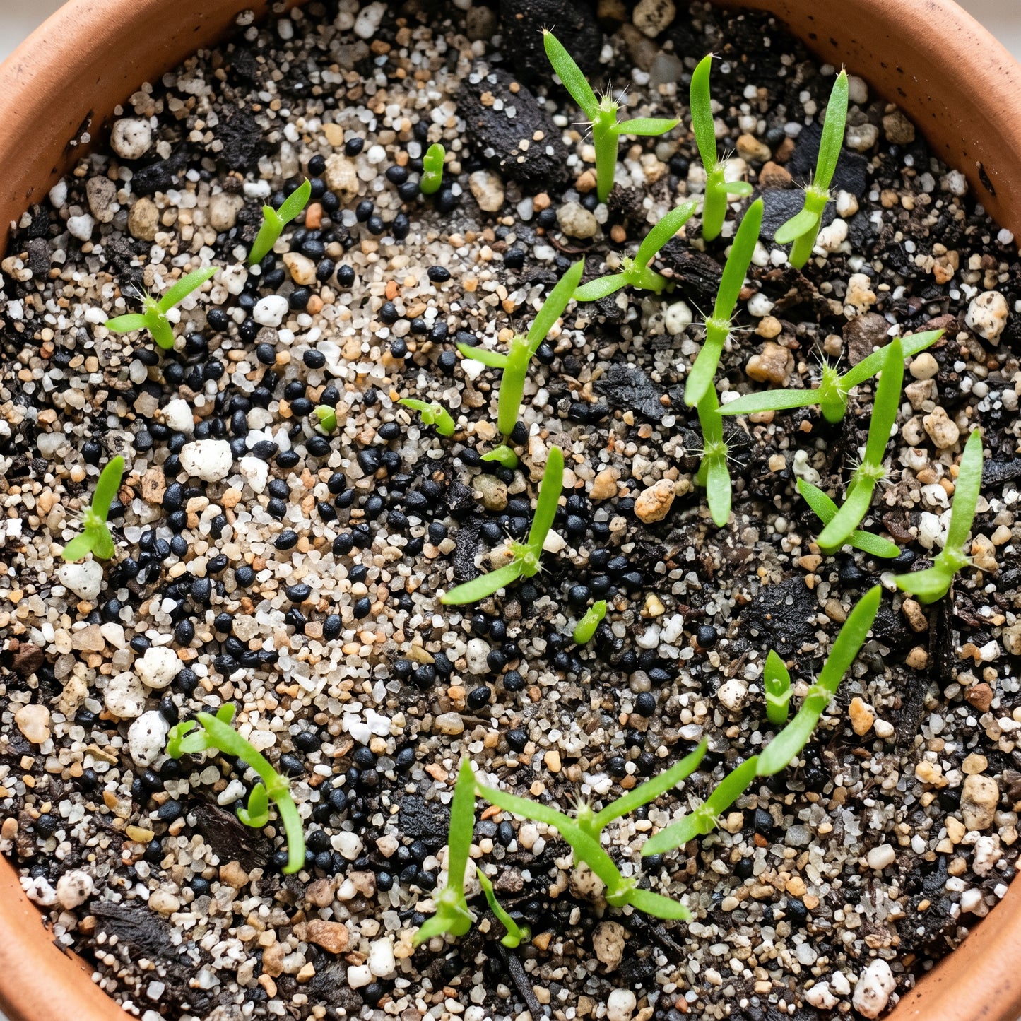 Dragon Fruit Seeds Pitaya Plant for Garden Growing