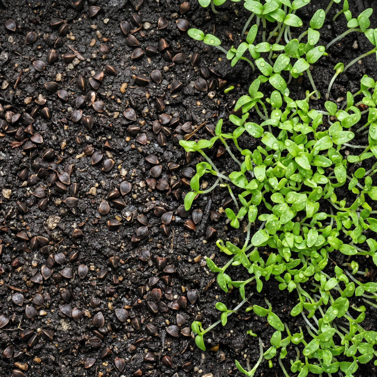 Buckwheat Seeds for Cover Crop Growing