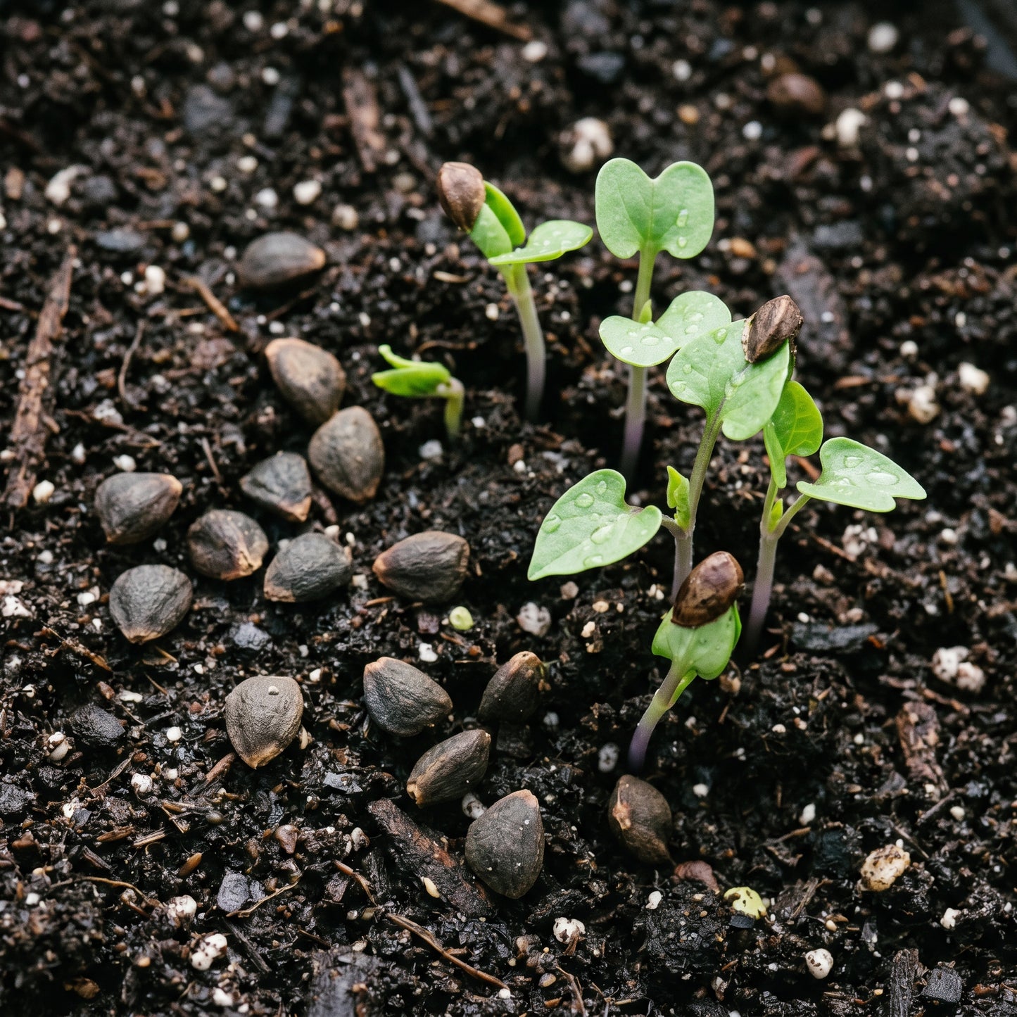 Morning Glory Seeds Climbing Flower Plant for Garden Growing