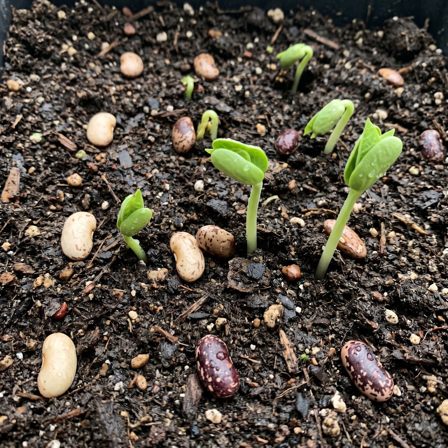 Bush Bean Seeds Vegetable Plant for Garden Growing