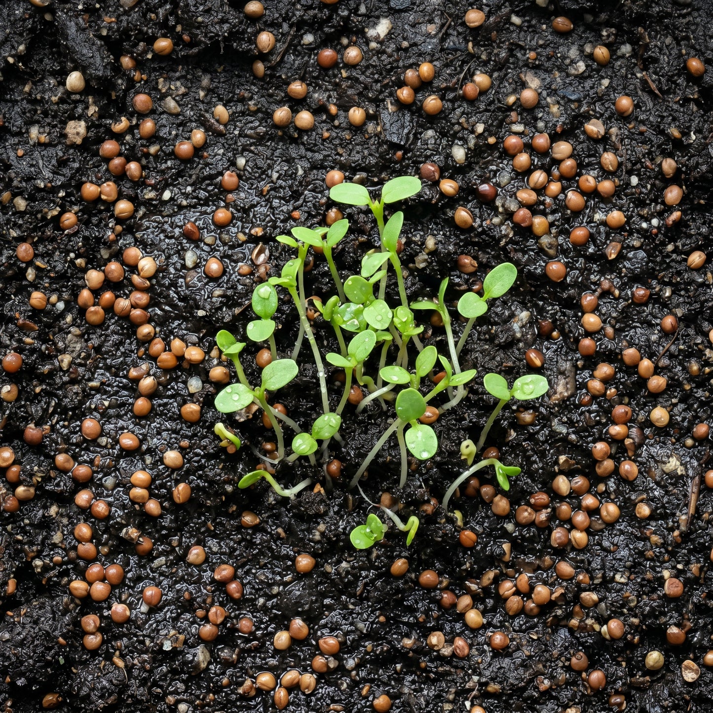 Clover Seeds Flower Plant for Garden Ground Cover
