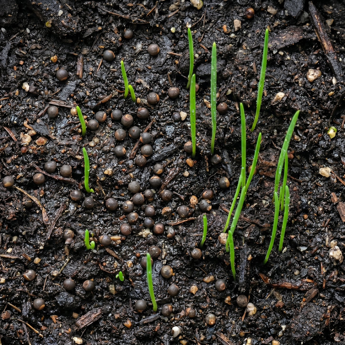 Asparagus Seeds Vegetable Plant for Garden Growing