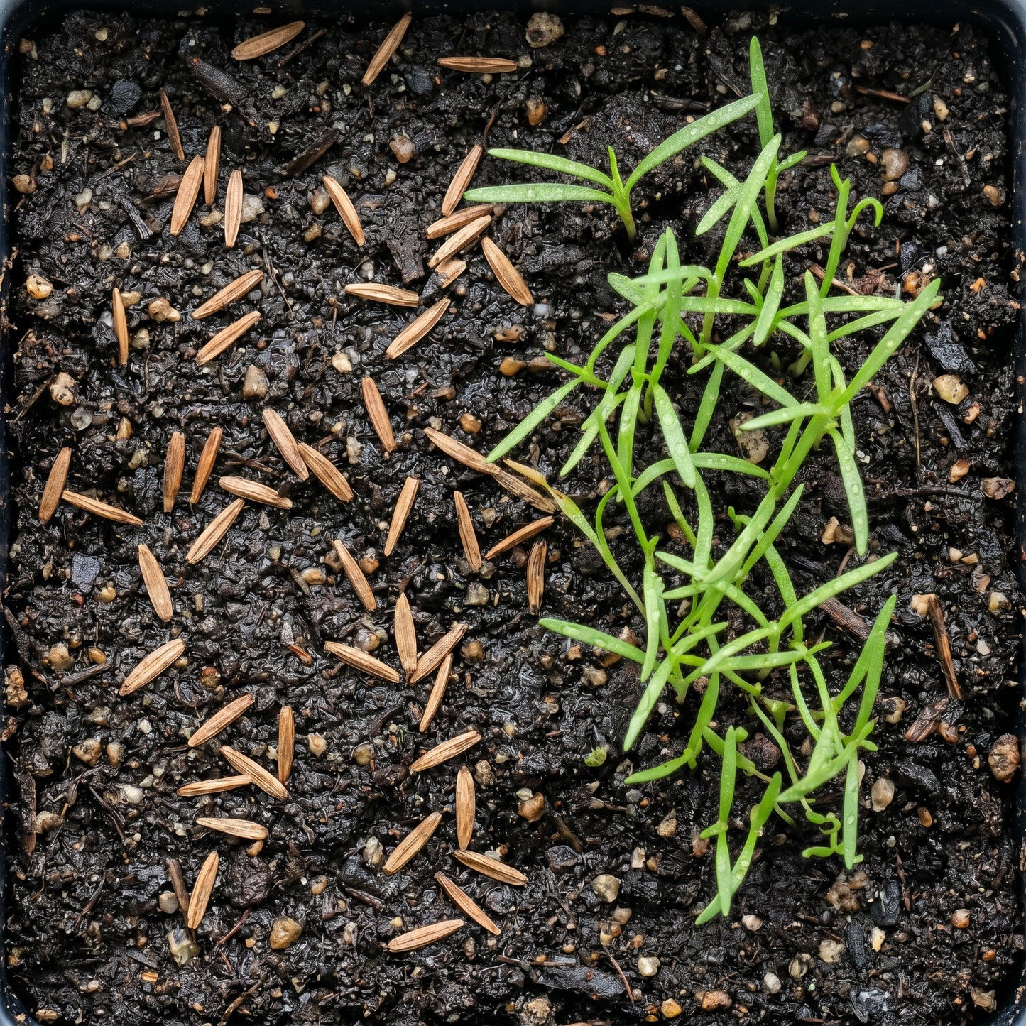 Marsh Blazing Star Seeds (Liatris spicata) – Perennial Liatris Flower Seeds