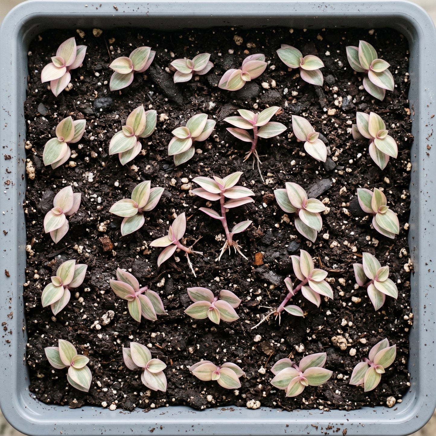 Callisia Repens Pink Lady Plant – Turtle Vine Indoor Foliage Plant