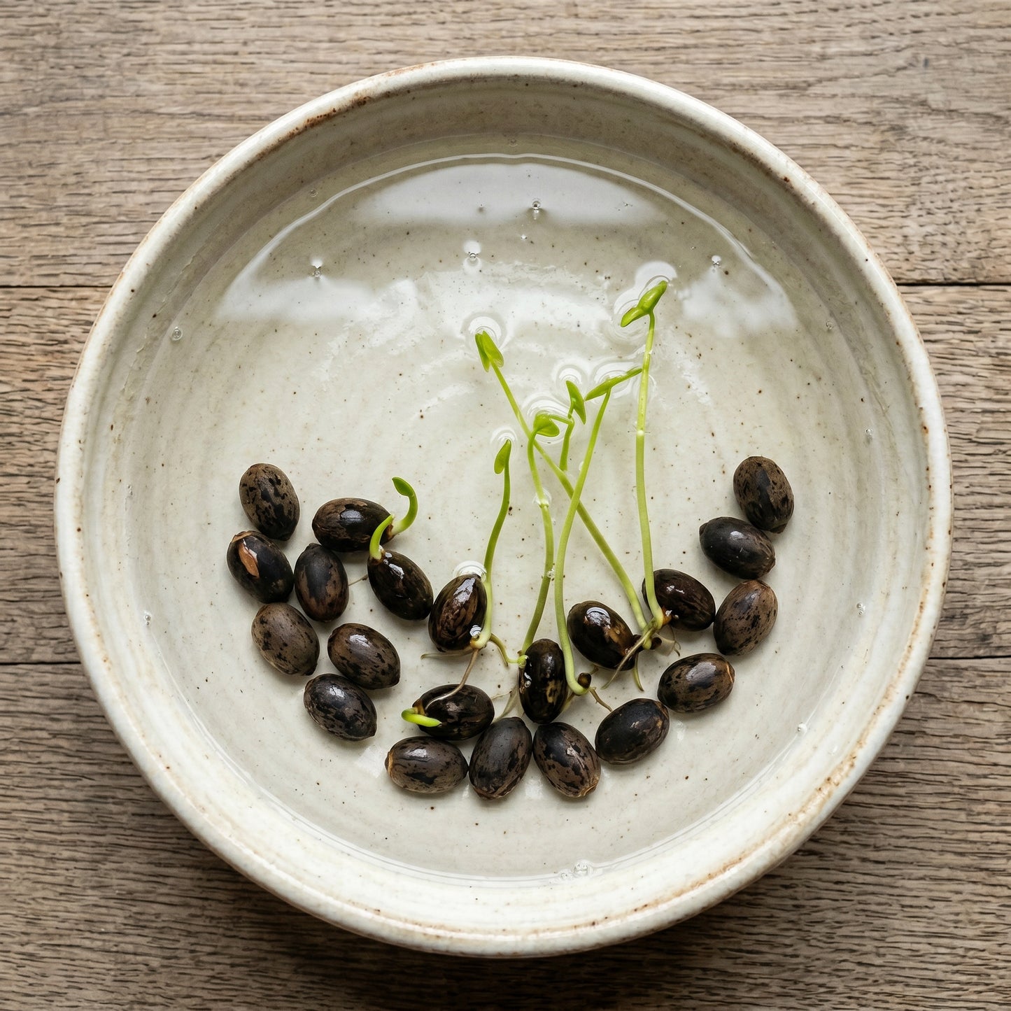 Dwarf Lotus Seeds – Bowl Lotus Water Plant