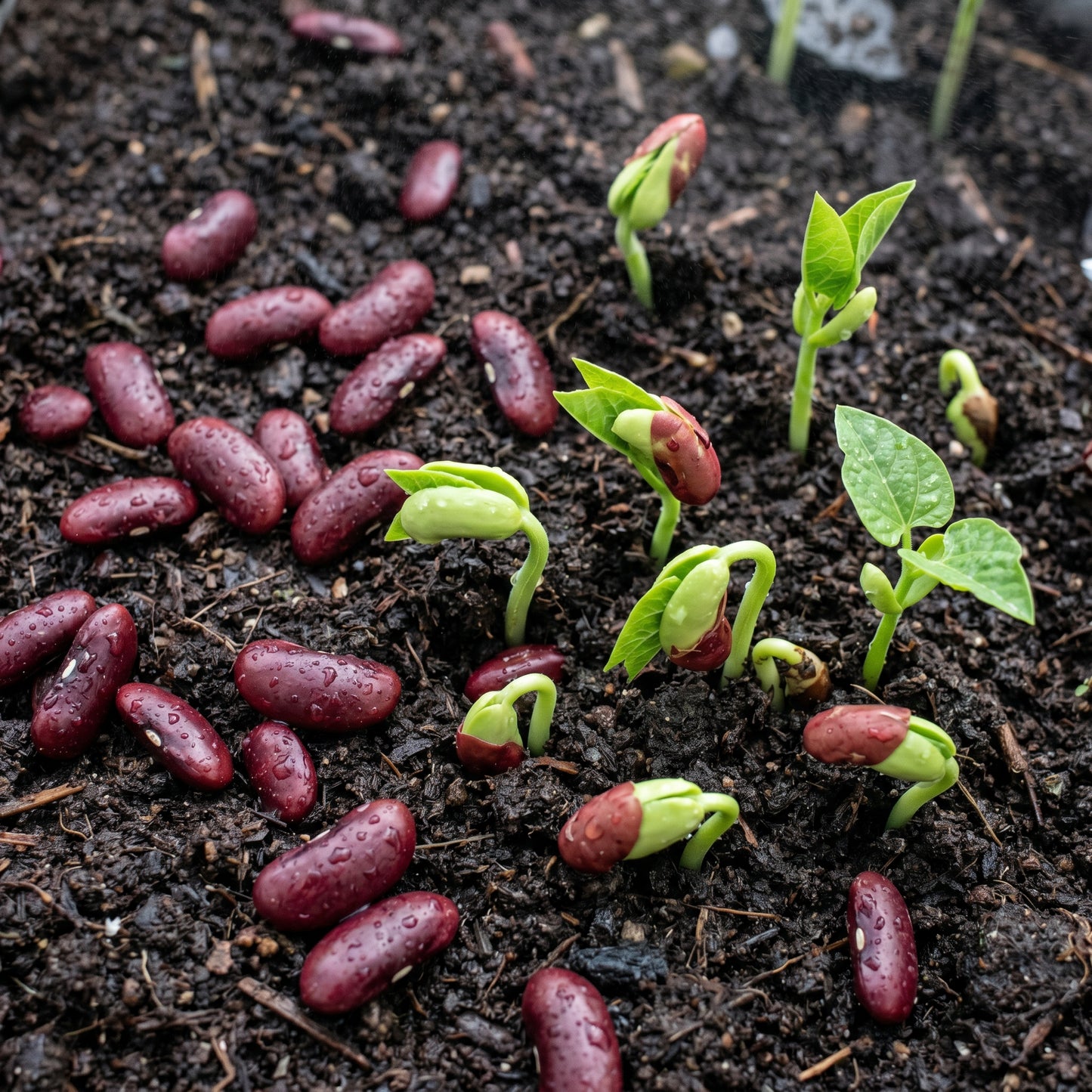 Large Dark Red Bean Seeds – Garden Bean Plant