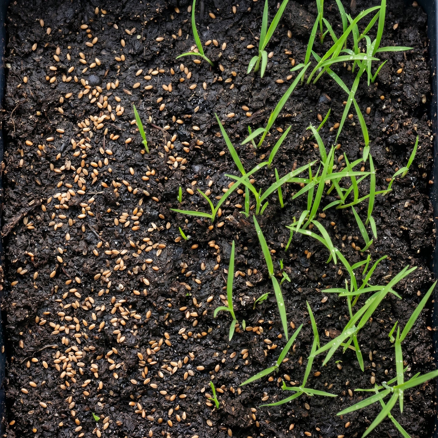 Chinese Pennisetum Fountain Grass Seeds – Ornamental Grass Plant