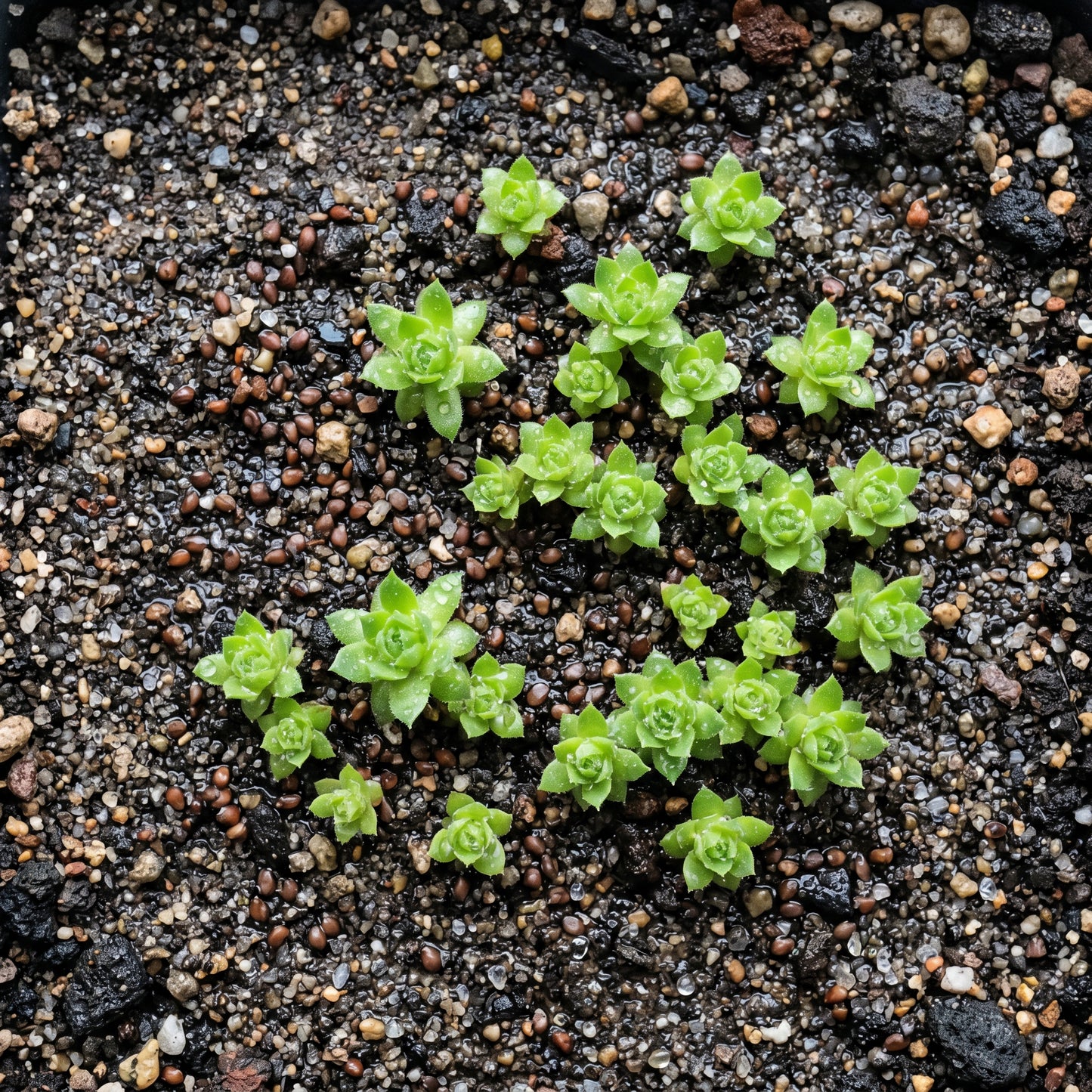 Sempervivum Tectorum Seeds – Hens and Chickens Plant