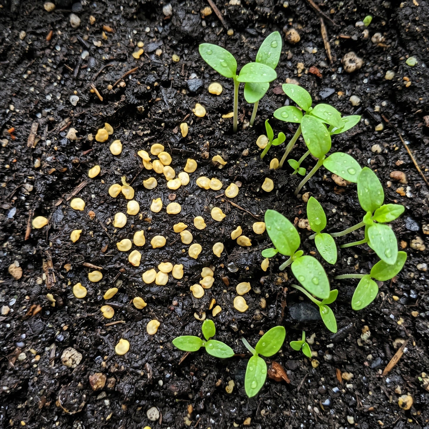 Serrano Chili Pepper Seeds – Garden Pepper Plant