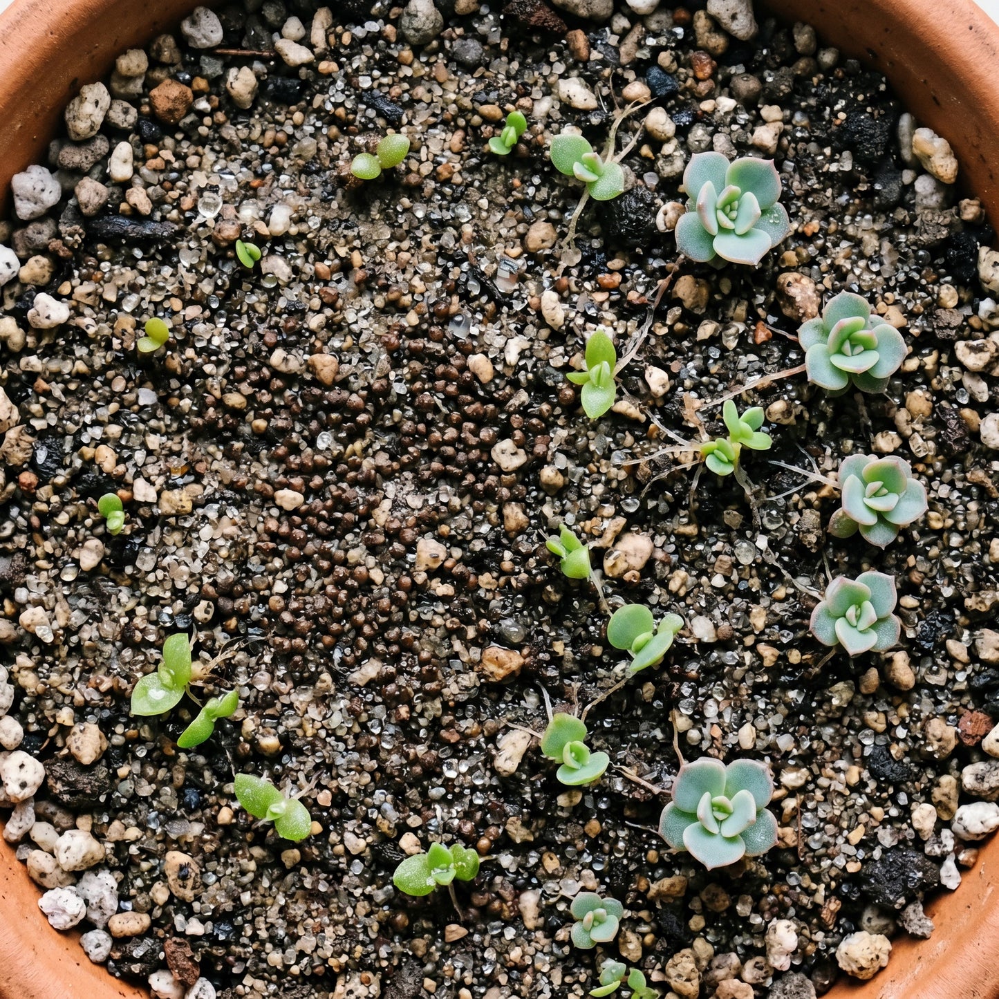 Echeveria Peacockii Succulent Seeds for Indoor & Outdoor Planting - Decorative Rosette Succulents for Containers