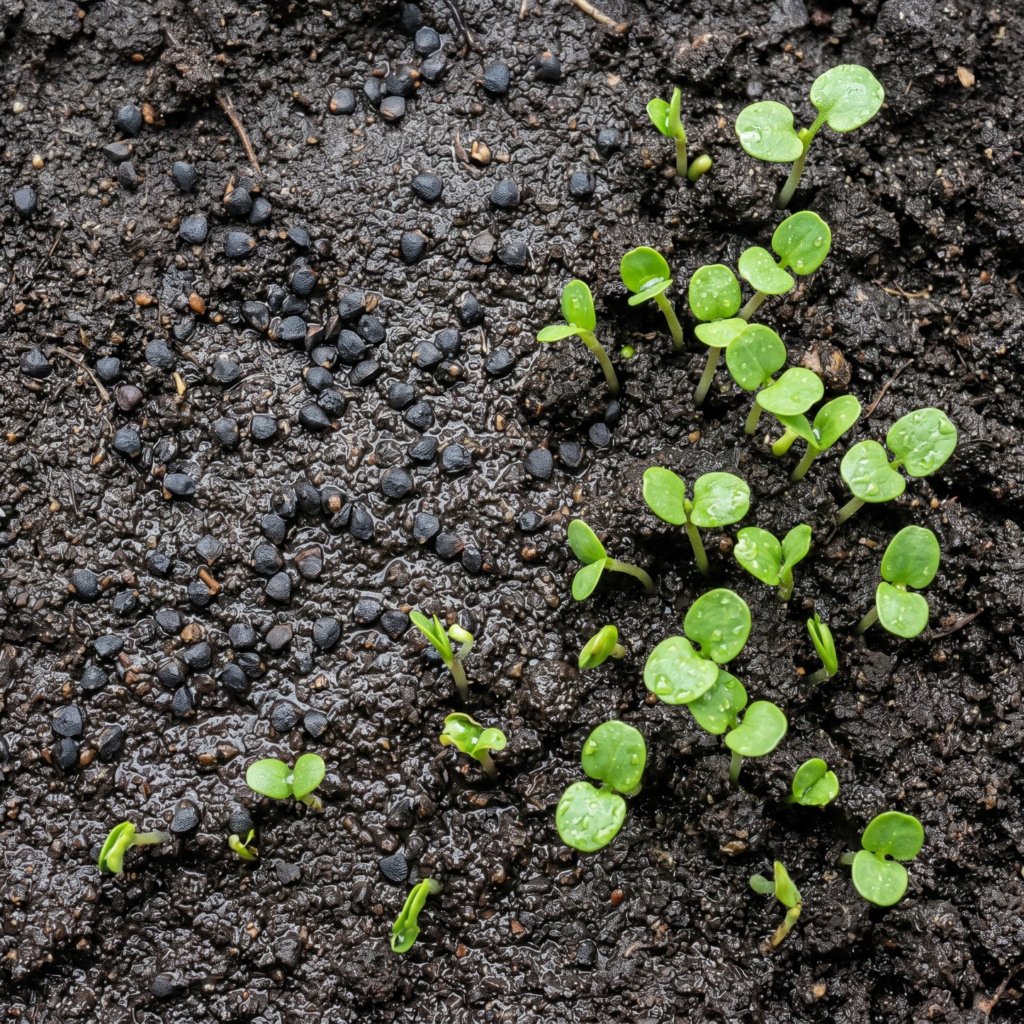 Greater Celandine Herb Seeds for Planting