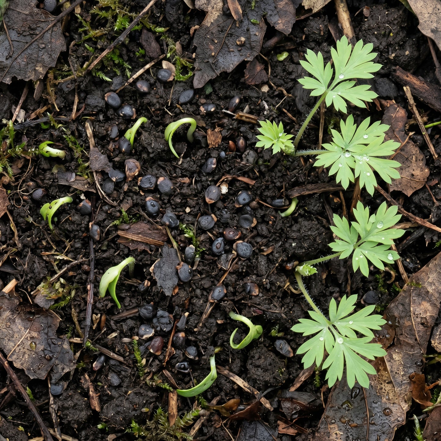 Dicentra Formosa Flower Seeds for Shade Gardens
