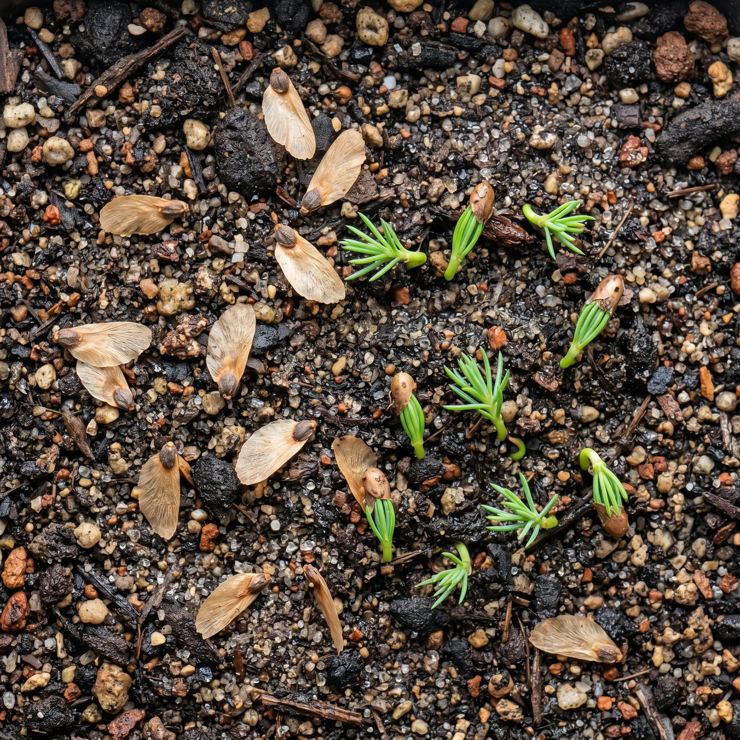 Blue Spruce Bonsai Tree Seeds for Planting