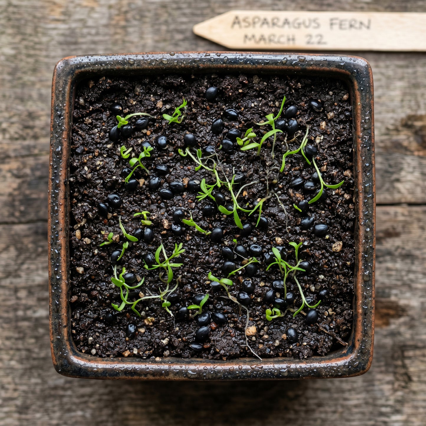 Asparagus Fern Seeds for Containers