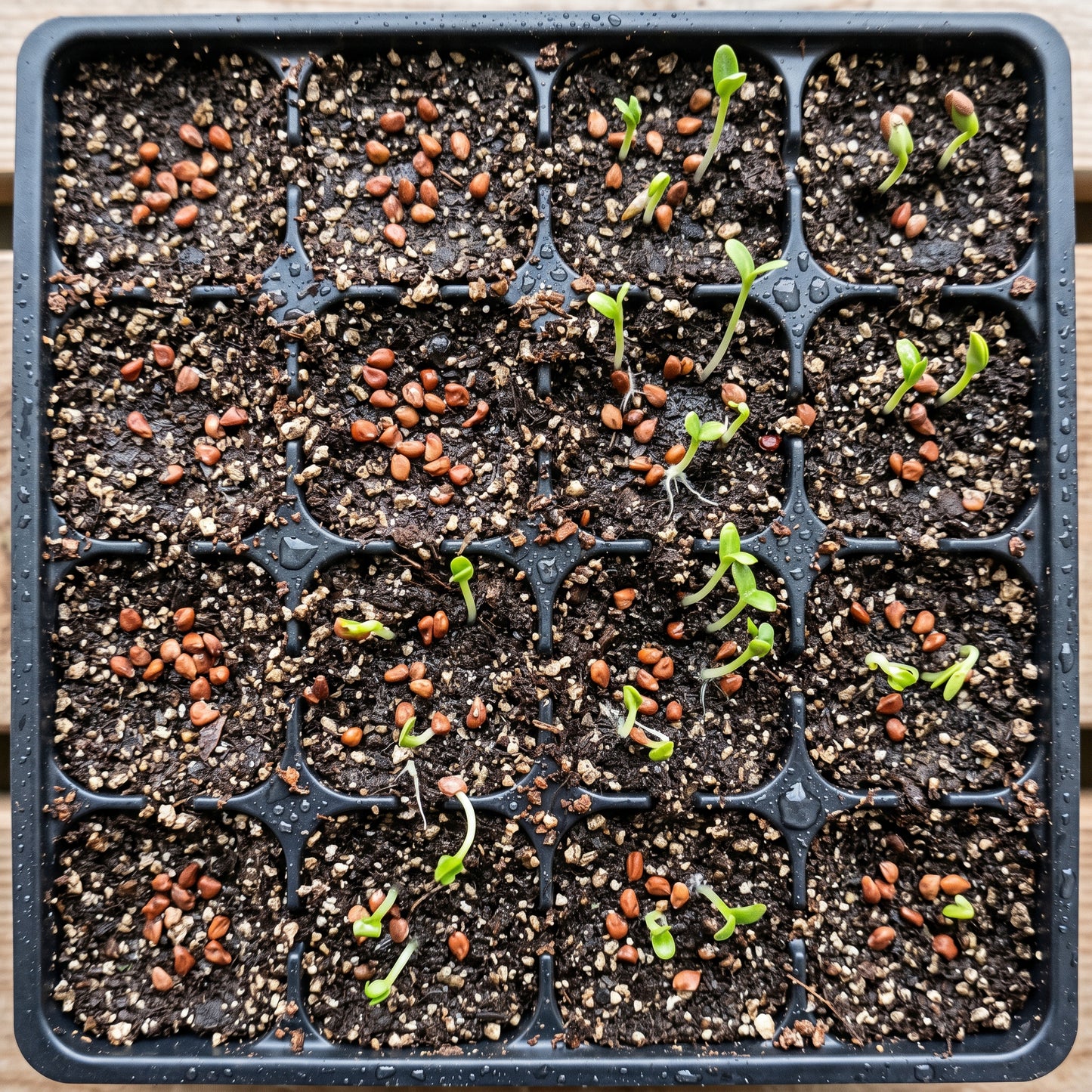 Red Robin Photinia Shrub Seeds