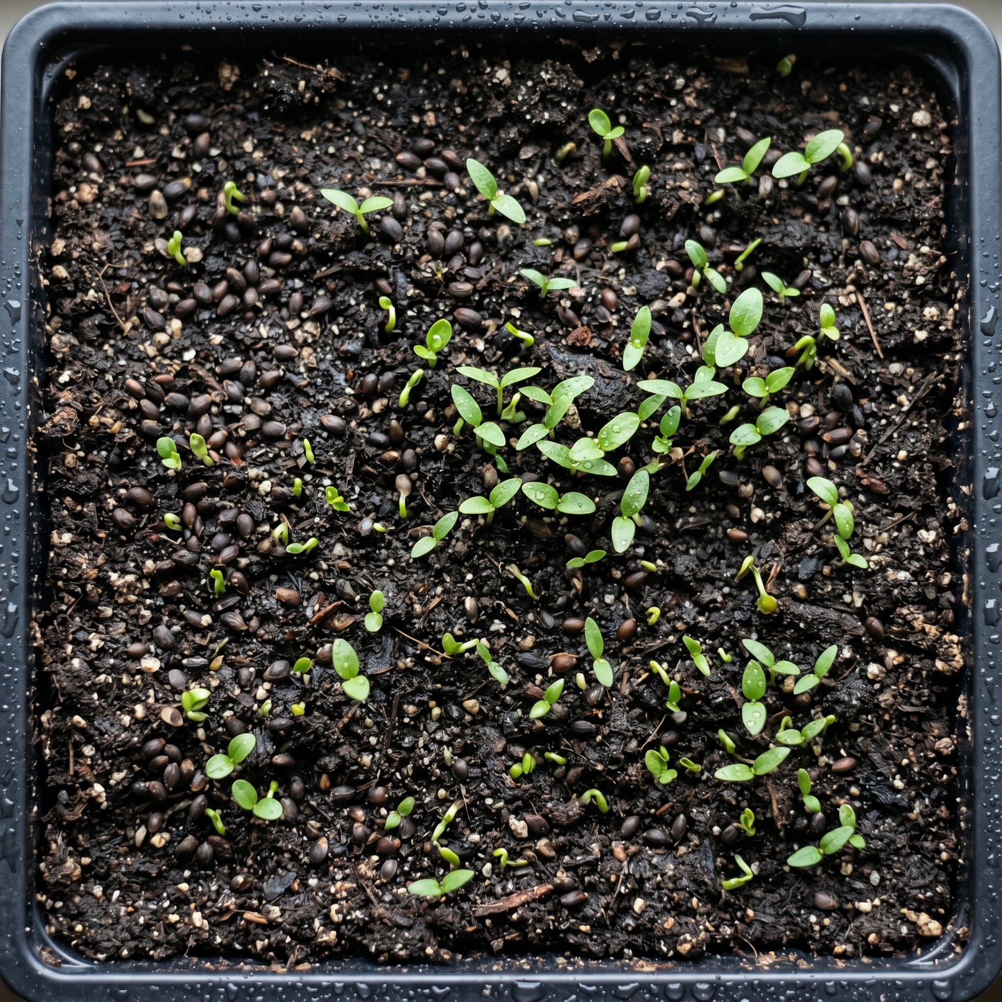 Common Privet Hedge Seeds for Gardens