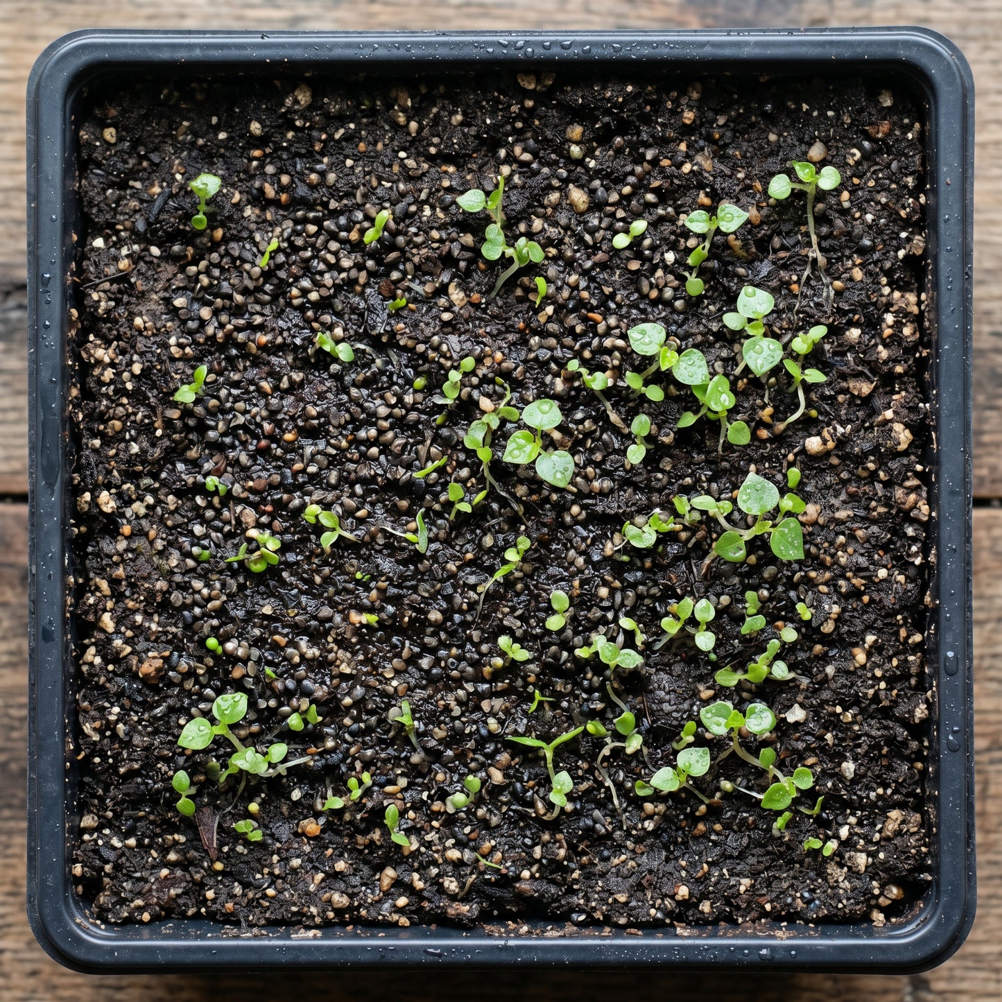 Peperomia Pellucida Herb Seeds