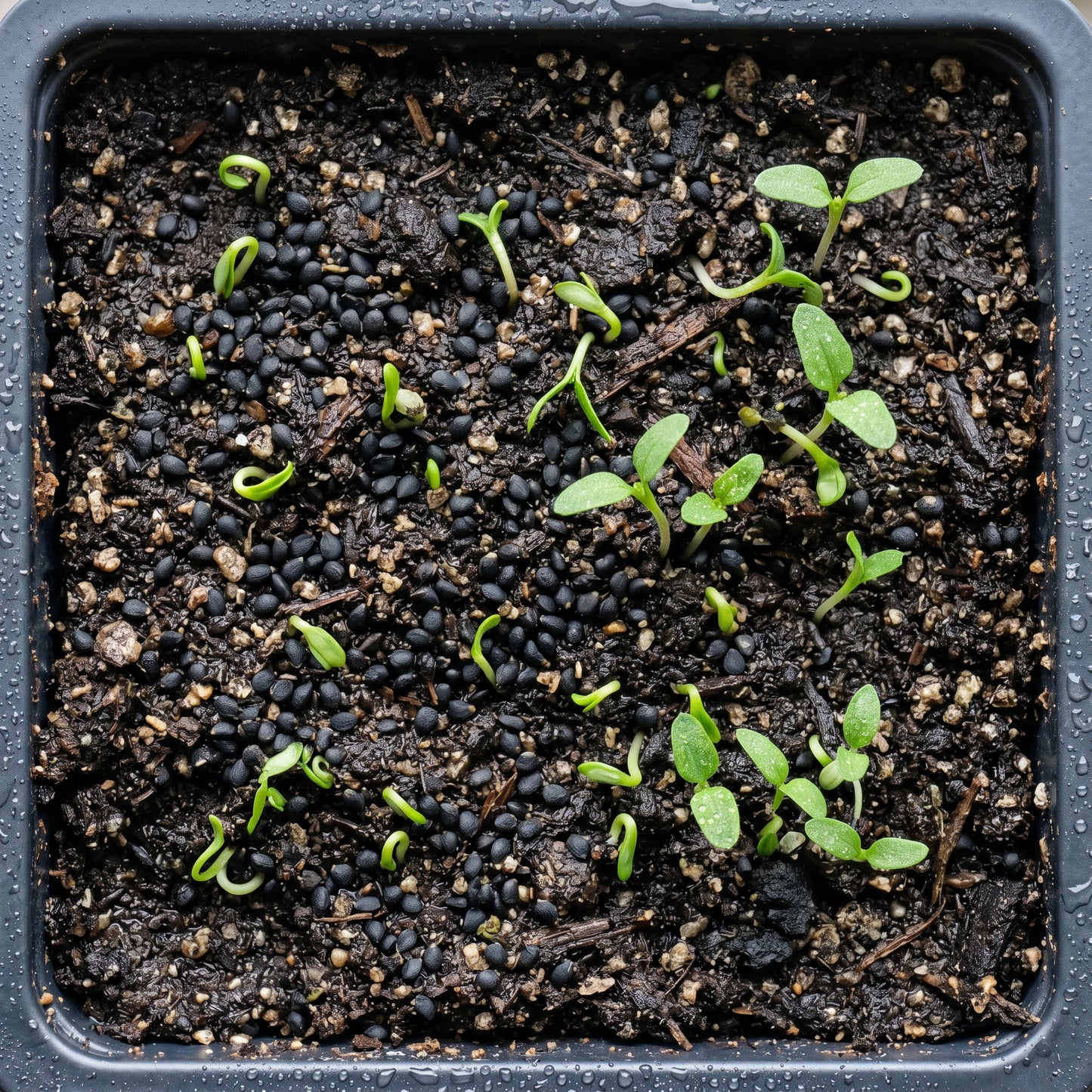 Lambs Quarter Wild Herb Seeds