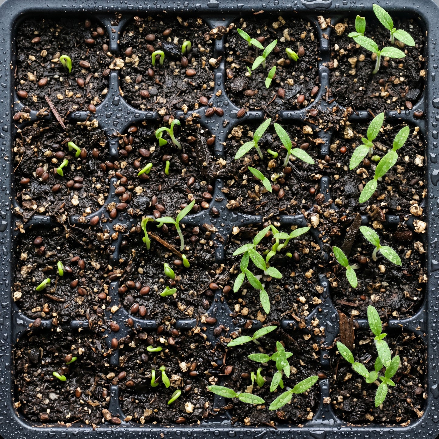 Prunella Vulgaris Herb Seeds