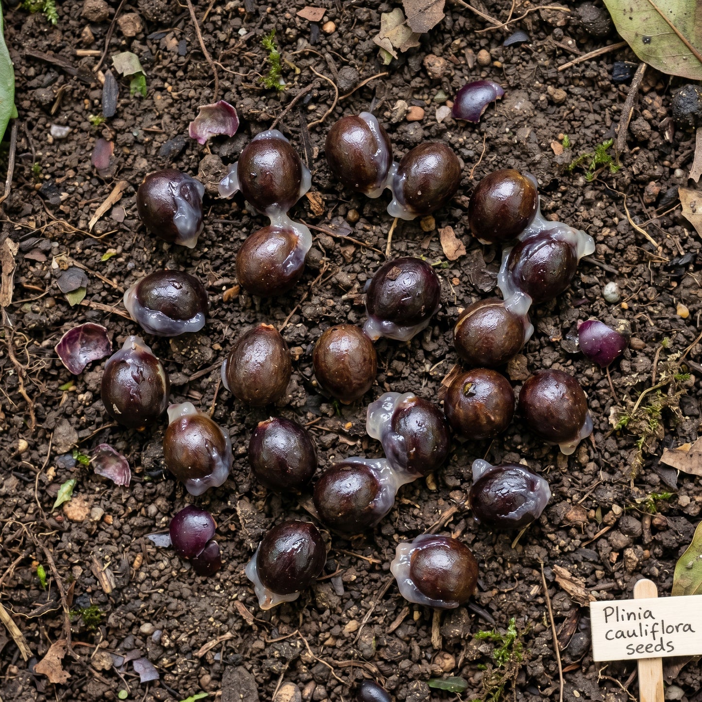 Jabuticaba Fruit Tree Seeds