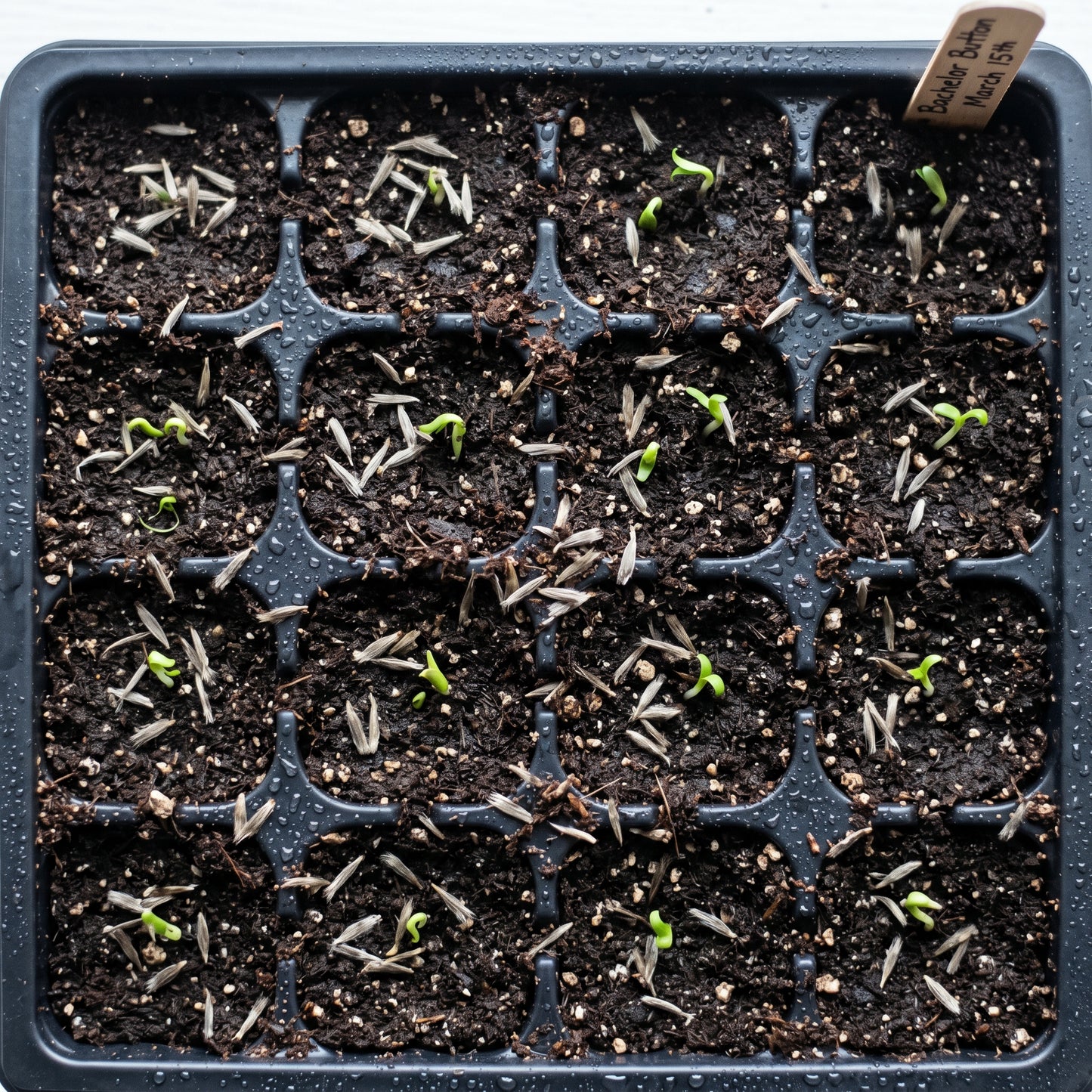 Dwarf Blue Bachelor Button Seeds (Centaurea cyanus) – Cornflower Flower Seeds