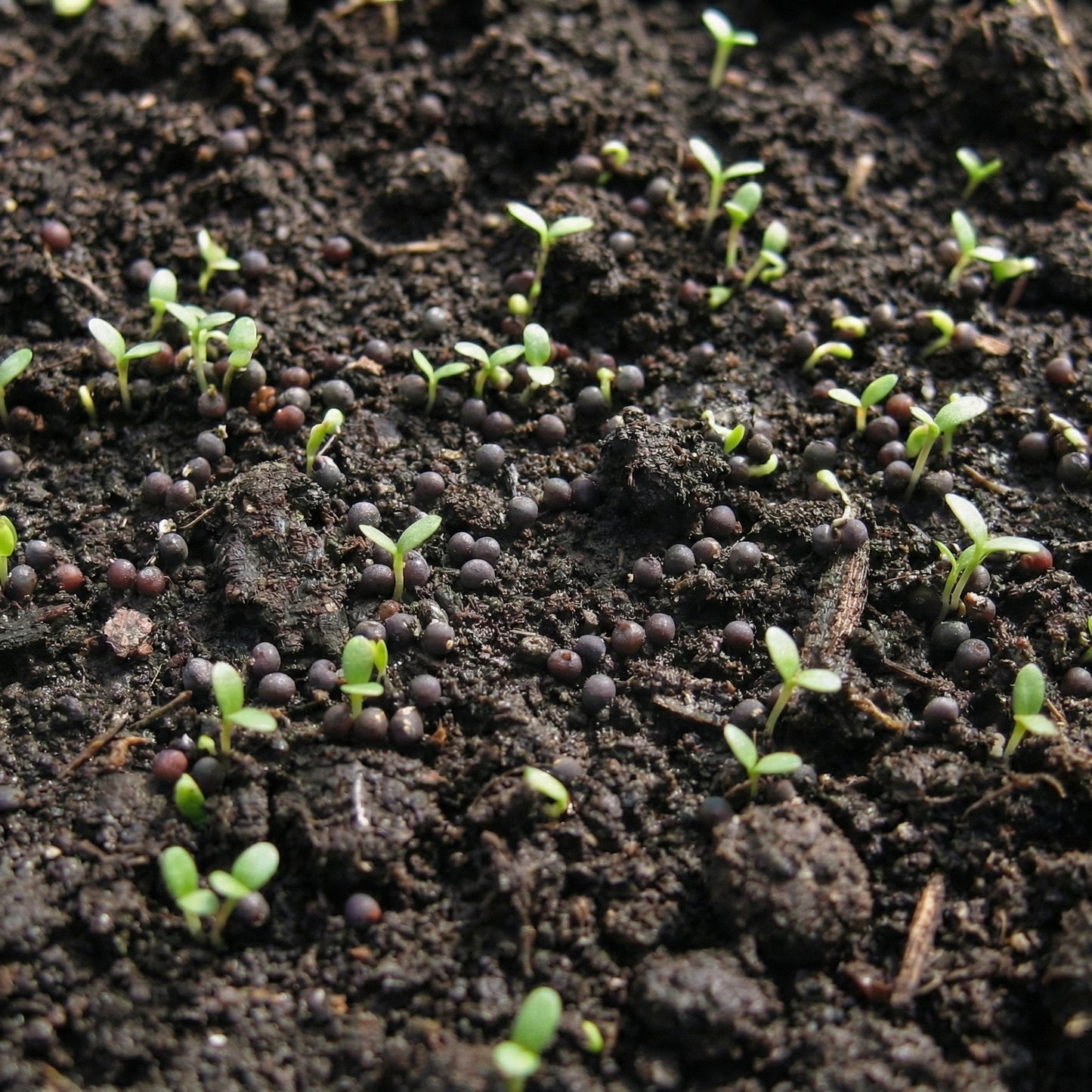 Baby's Breath Seeds Gypsophila elegans – White Annual Wildflower Garden Seeds