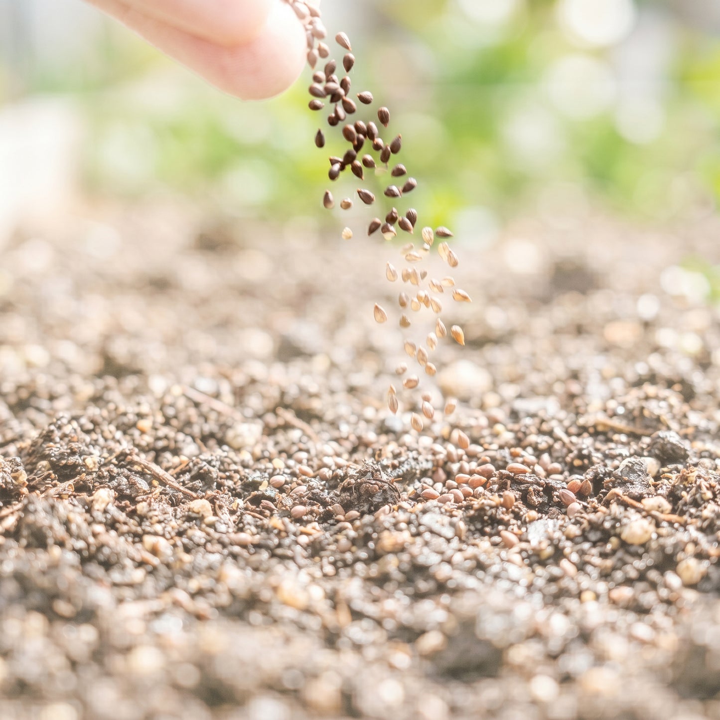 Rocket Salad Seeds for Planting (Eruca sativa)