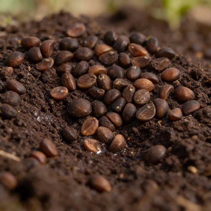 Kalmi Shak Seeds for Planting