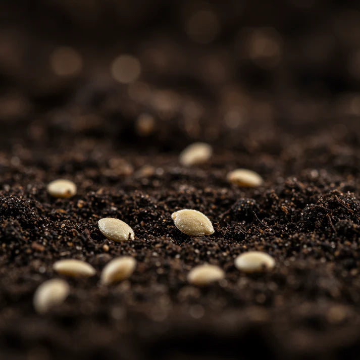 Tomato Kamatis Na Ligaw Seeds – Tomato Seeds for Home Garden