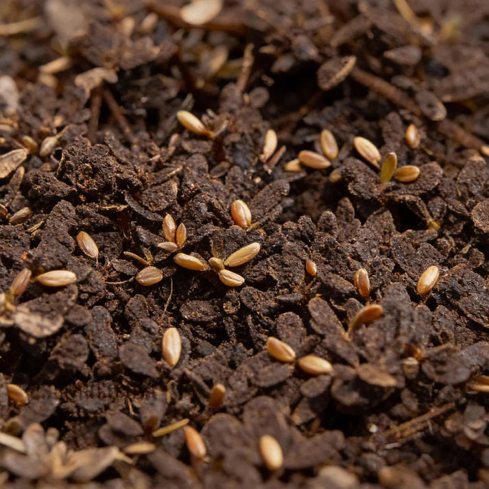 Golden Purslane Seeds for Planting – Heirloom Plant Seeds