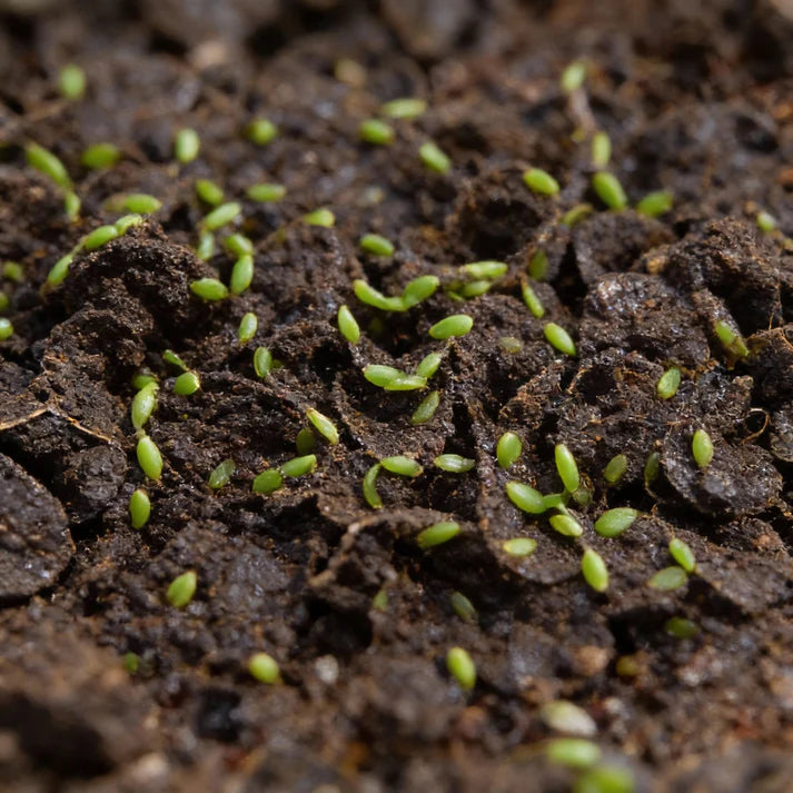 Lambs Lettuce Verte De Cambrai Seeds for Planting