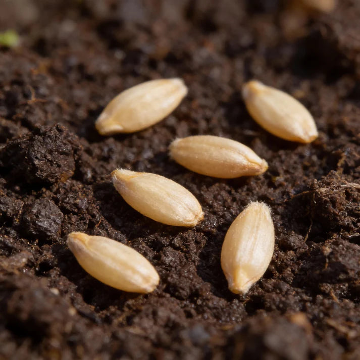 Scorzonera Maxima Vegetable Seeds for Planting
