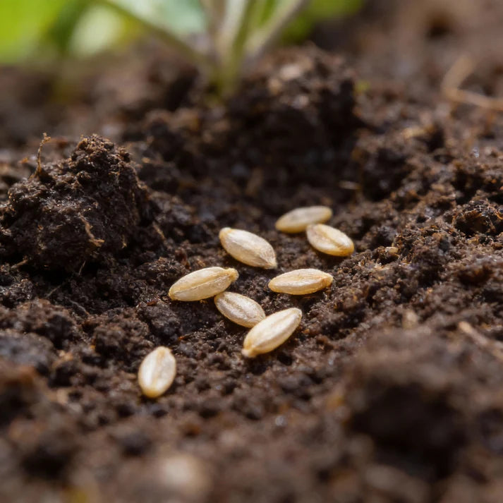 Brinjal F1 Hybrid White Vegetable Seeds for Planting