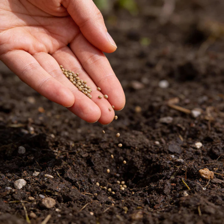 German Giant Radish Seeds for Planting