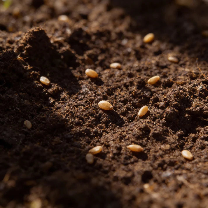 Carrot Chantenay Red Cored Seeds for Planting