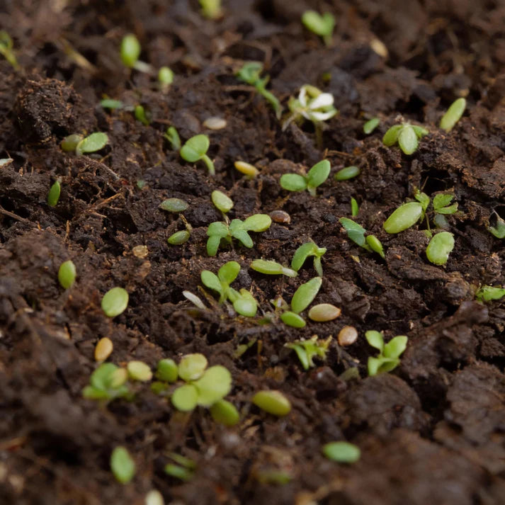 Mixed Oriental Leaves Seeds for Home Garden