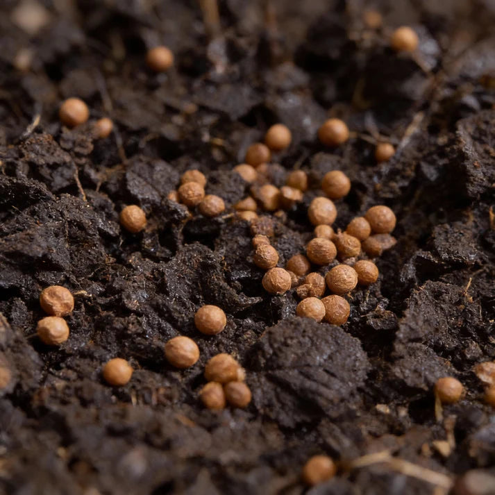 Caliente Mustard Seeds for Home Garden