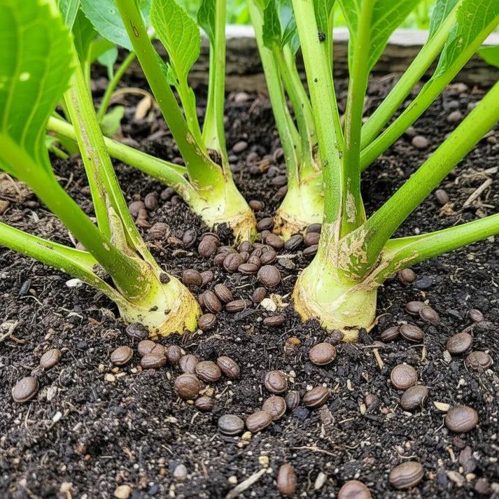 Armoracia rusticana Horseradish Seeds – Perennial Root Crop