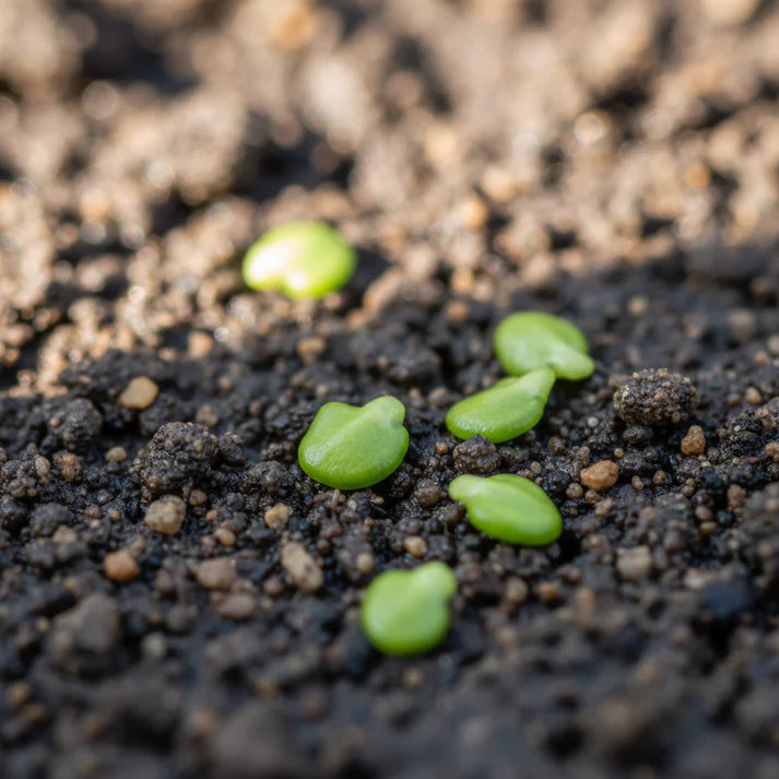Rat-Tailed Radish Seeds for Home and Kitchen Gardens