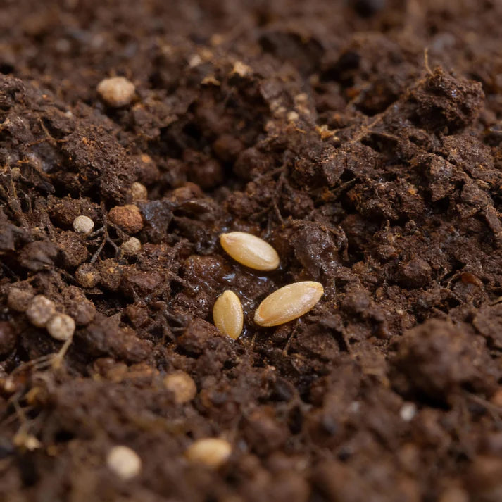 Tomato Totem Seeds – Compact Tomato Seeds for Home Garden