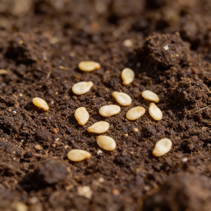 Leek Stamford Seeds for Home Garden Planting
