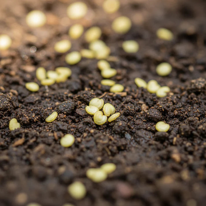 Thai Dragon Heirloom Chili Pepper Seeds – Chilli Seeds for Home Garden
