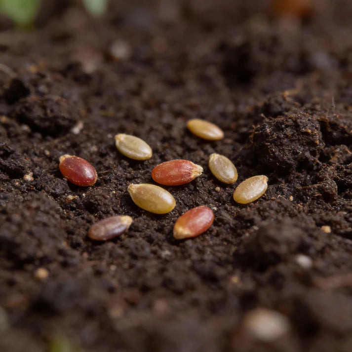 Organic India Seeds - Chyornyi Slon Russian Heirloom Tomato Seeds – Tomato Seeds for Home Garden