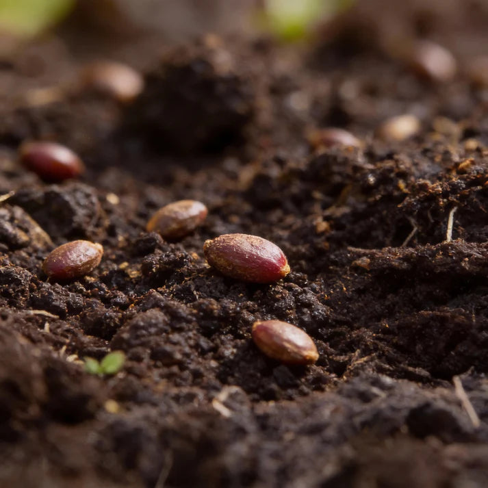 Ruby Queen Beetroot Seeds for Home Garden Planting