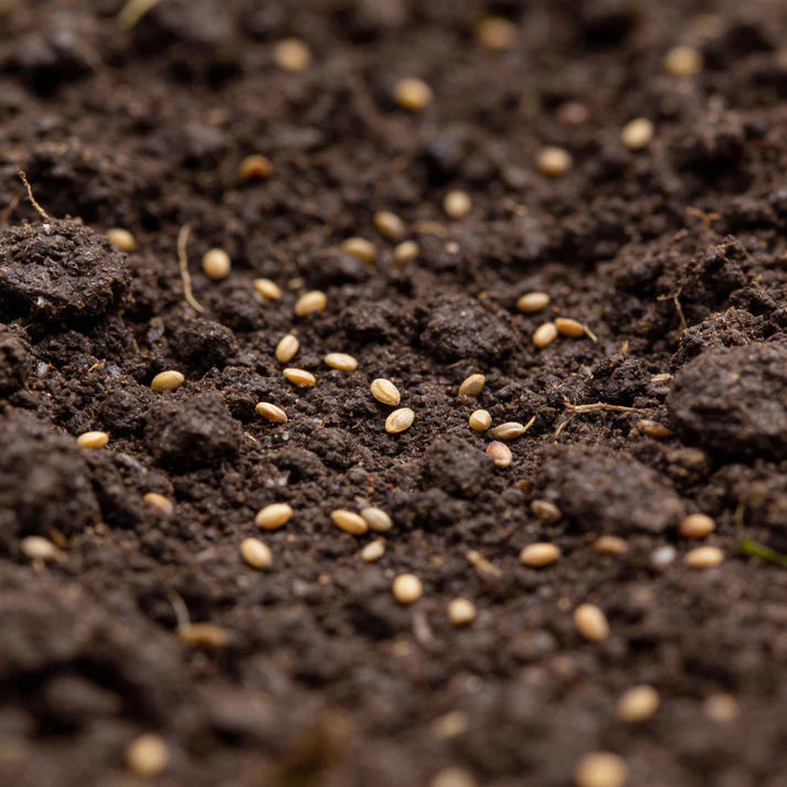 Greyhound Heirloom Cabbage Seeds for Home Garden